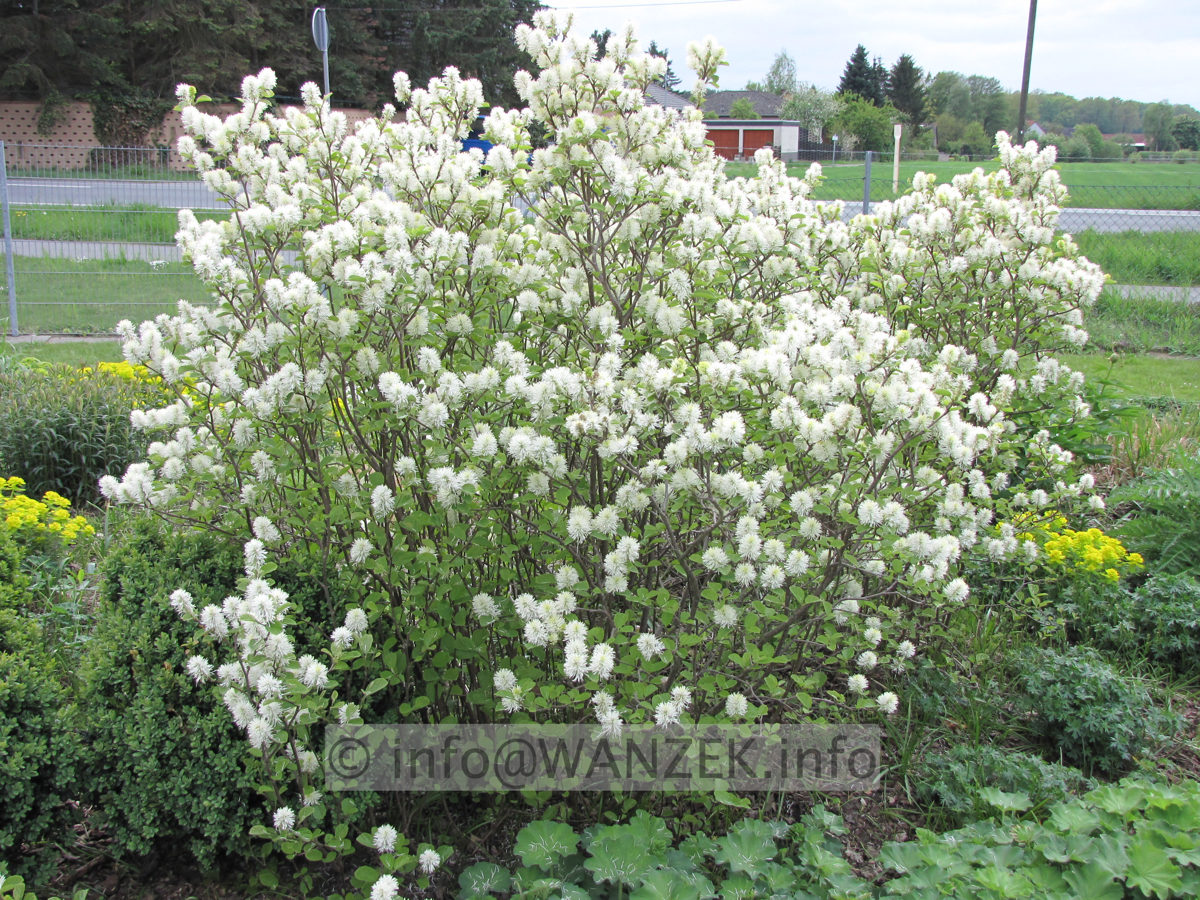 Fotergilla gardenii - Sol bluehend.JPG